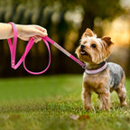 Pet Collar - SJB-DIAMOND ELITES