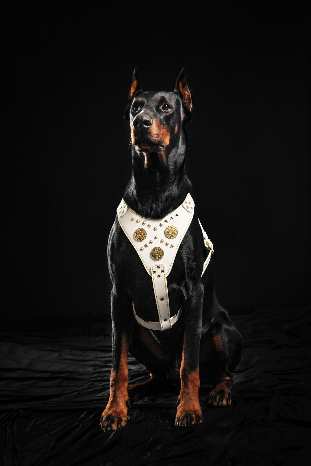 The "Maximus" harness White - SJB-DIAMOND ELITES