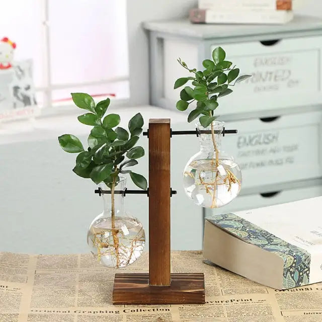 Hydroponic Transparent Plant Vases Pi-Mart
