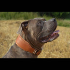 Plain "Style" collar brown Bestia Dog Gear
