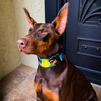 The BCW Limited Collar - SJB-DIAMOND ELITES