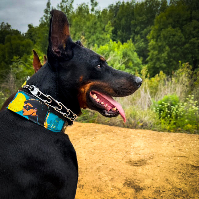 The BCW Limited Collar - SJB-DIAMOND ELITES