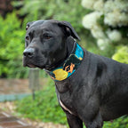 The BCW Limited Collar - SJB-DIAMOND ELITES