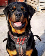 The ''Haunted'' harness LIMITED - SJB-DIAMOND ELITES