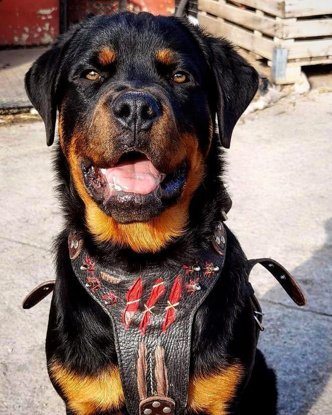 The ''Haunted'' harness LIMITED - SJB-DIAMOND ELITES