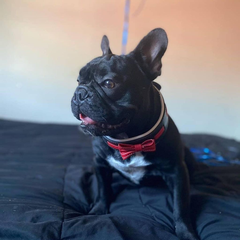 The "Bowtie" collar black - SJB-DIAMOND ELITES