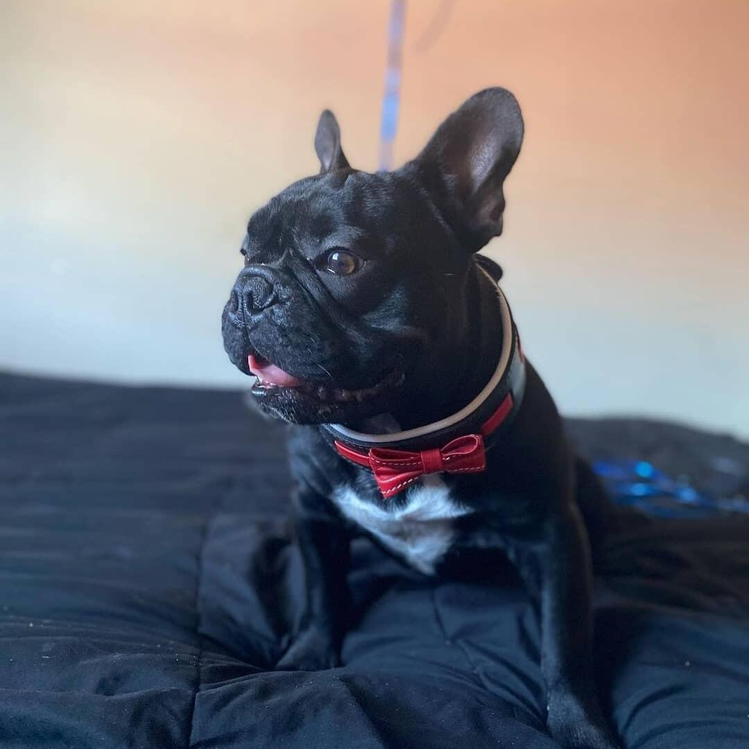 The "Bowtie" collar black - SJB-DIAMOND ELITES