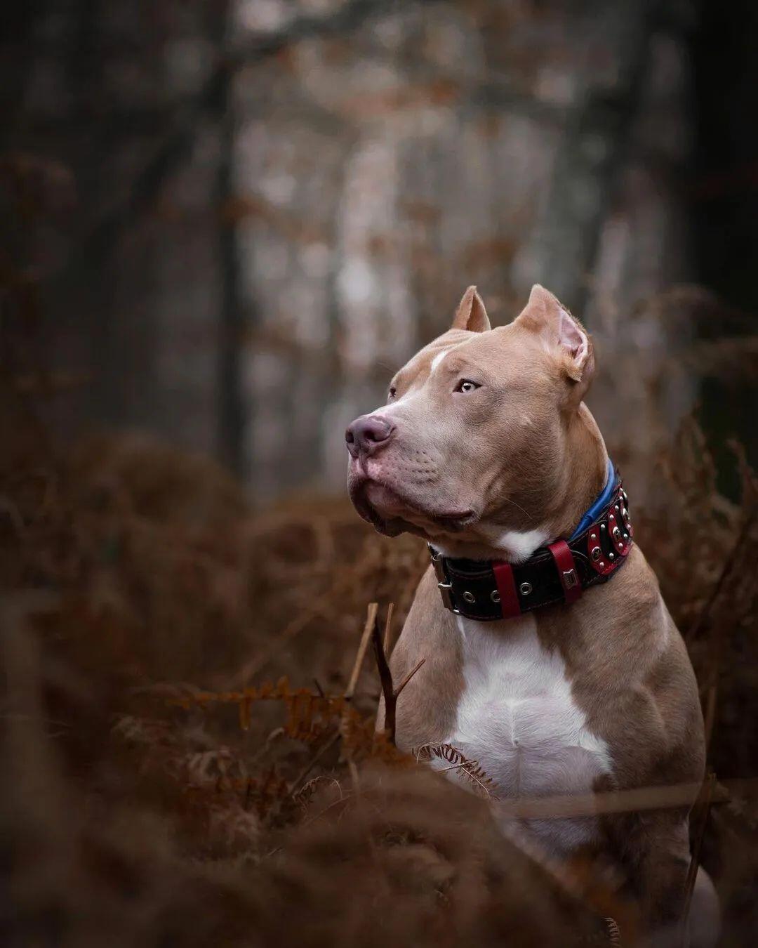 ''Captain America'' Collar - SJB-DIAMOND ELITES