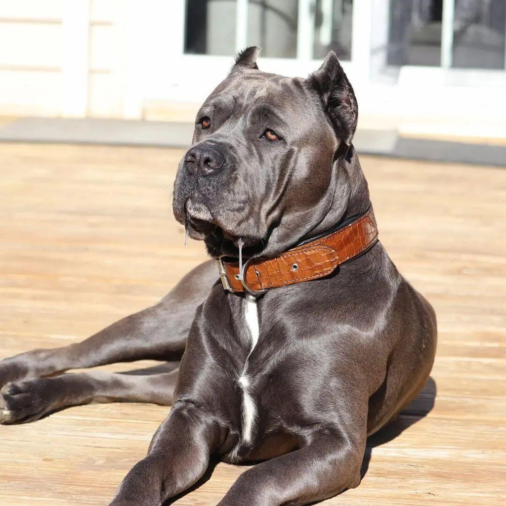 The "Korona" collar BROWN - SJB-DIAMOND ELITES