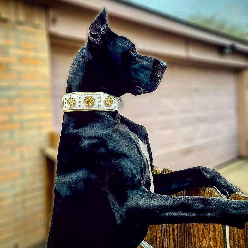 The "Maximus" collar 2.5 inch wide white & gold Bestia Dog Gear