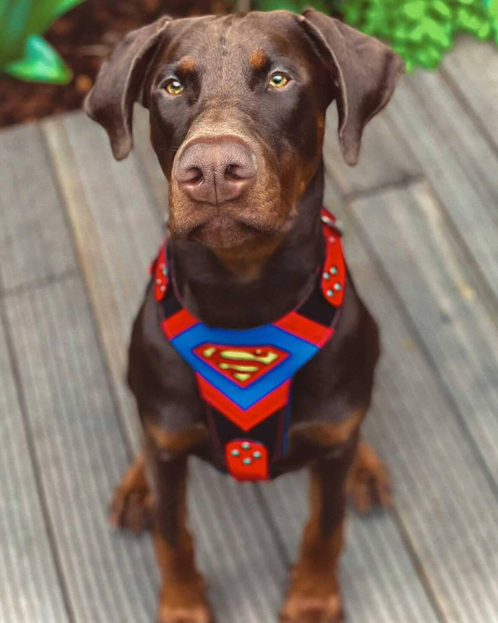Superdog Harness Bestia Dog Gear