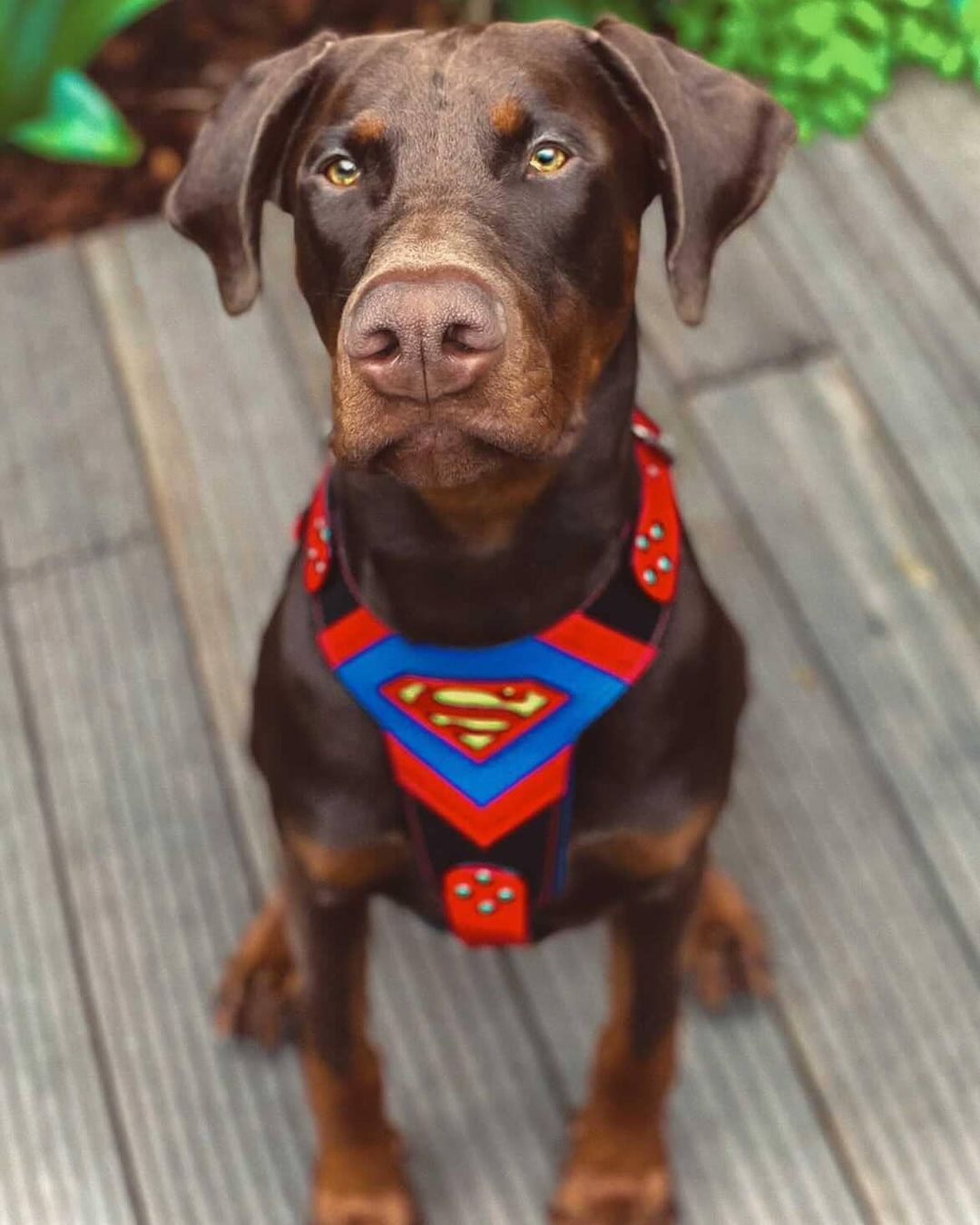 Superdog Harness Bestia Dog Gear
