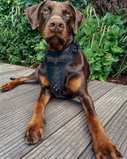 ''BATMAN'' HARNESS - SJB-DIAMOND ELITES