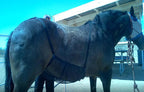 Horse Belly Breathable Protection Mesh Horse Comfortable Anti-scratch Lootquake LLC