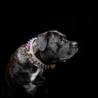 The Candy Dog Collar Bestia Dog Gear
