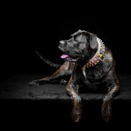 The Candy Dog Collar Bestia Dog Gear