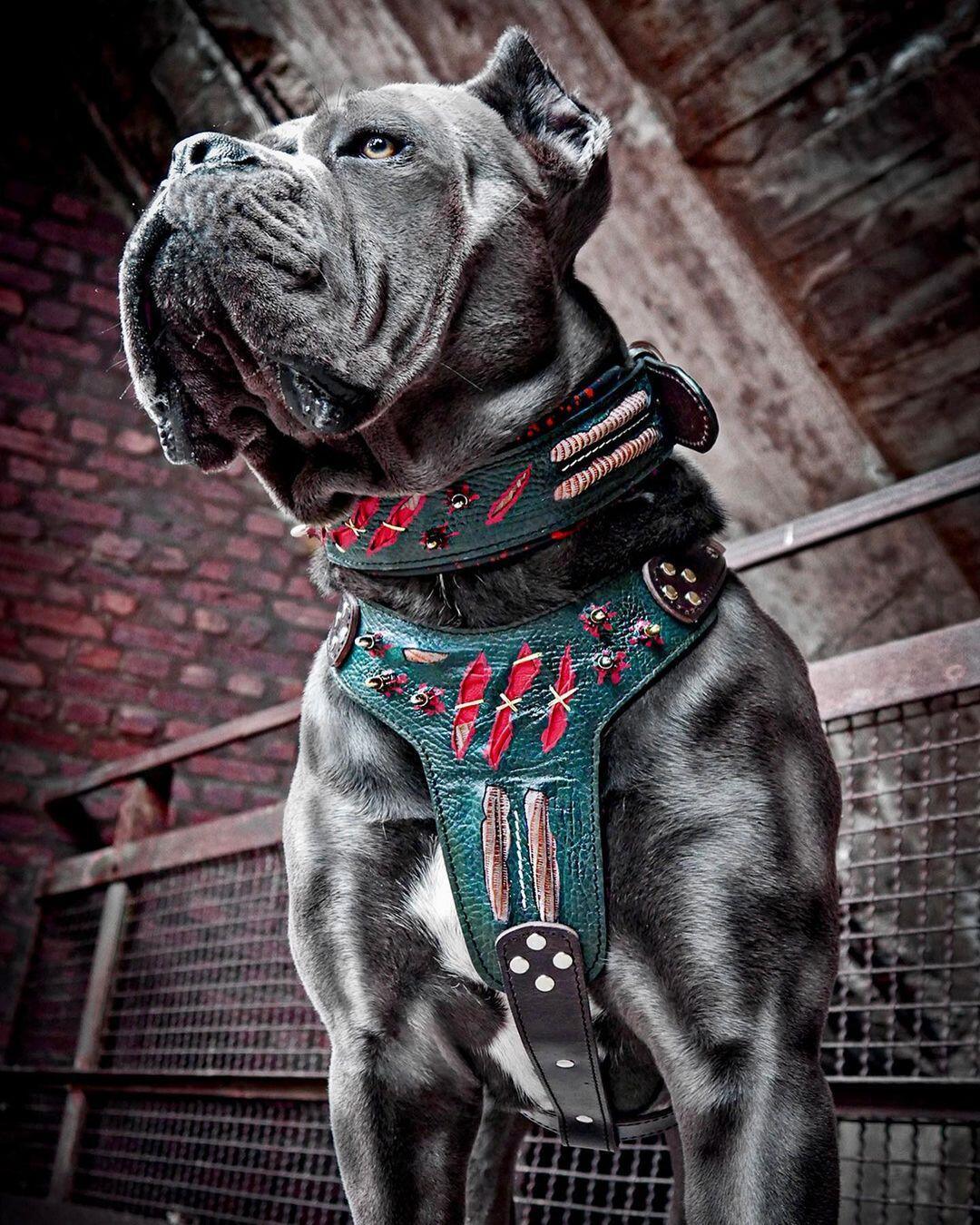 The ''Haunted'' harness LIMITED - SJB-DIAMOND ELITES