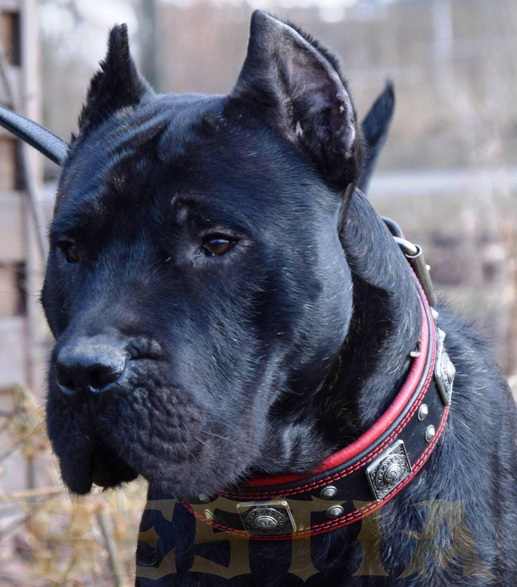 The "Eros" collar 2.5 inch wide black & red Bestia Dog Gear
