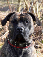 The "Eros" collar 2.5 inch wide black & red Bestia Dog Gear