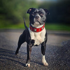 The "Eros" collar 2 inch wide Red - SJB-DIAMOND ELITES