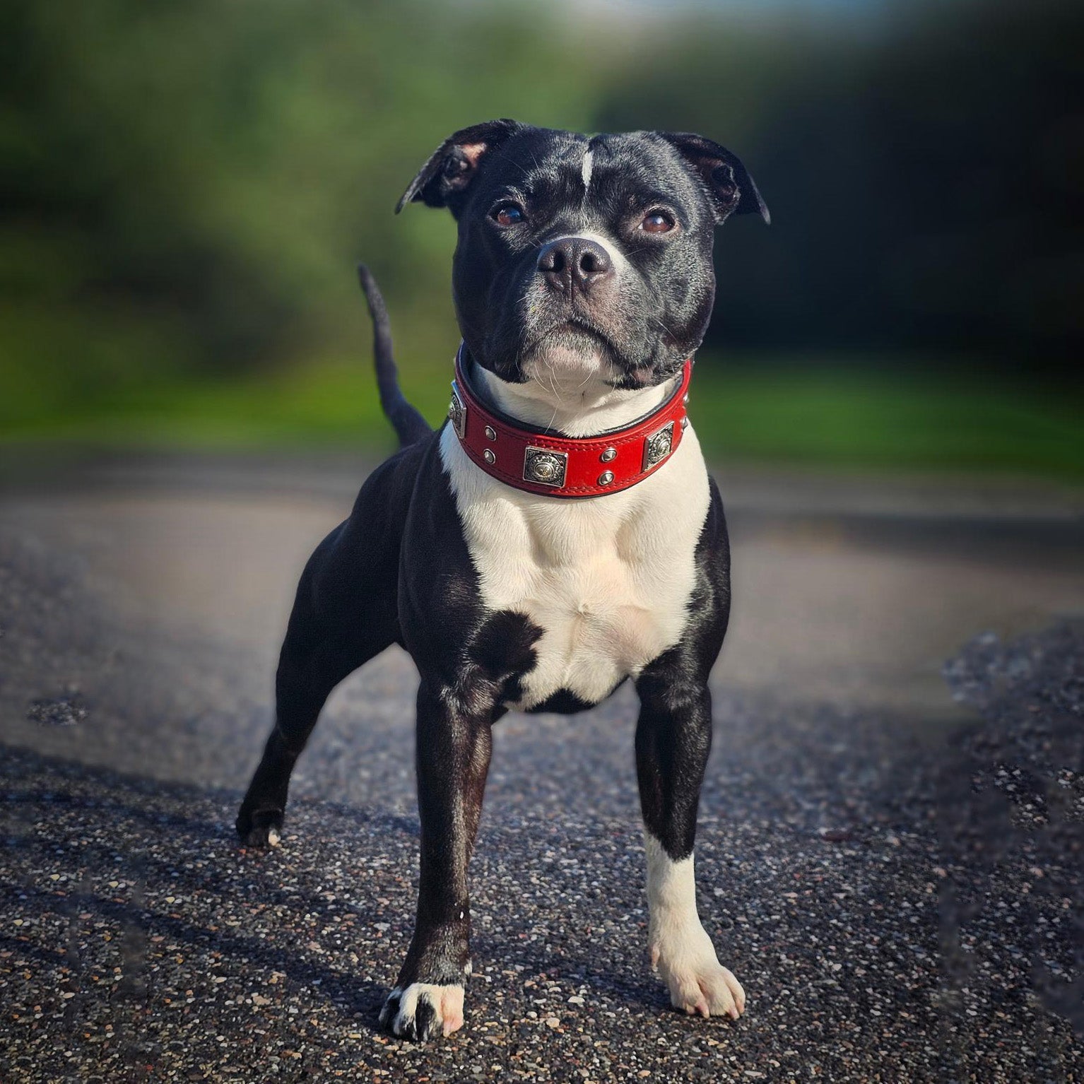 The "Eros" collar 2 inch wide Red - SJB-DIAMOND ELITES