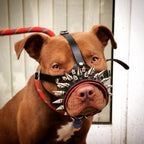 The "Danger" muzzle - SJB-DIAMOND ELITES