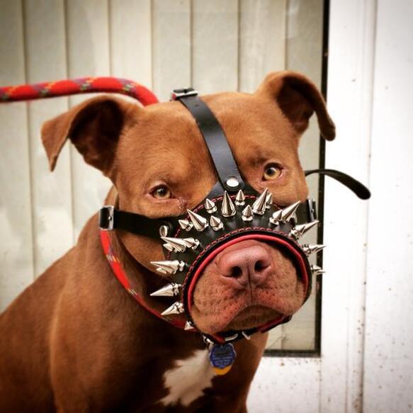 The "Danger" muzzle - SJB-DIAMOND ELITES