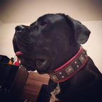 The "Eros" collar 2.5 inch wide black & red Bestia Dog Gear