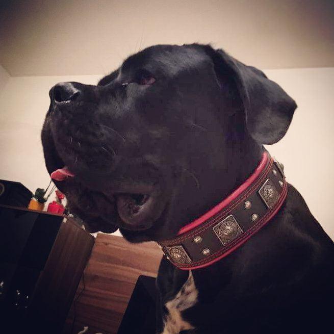 The "Eros" collar 2.5 inch wide black & red Bestia Dog Gear