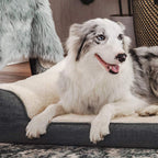 Medium Size Washable Pet Sofa Bed Pi-Mart