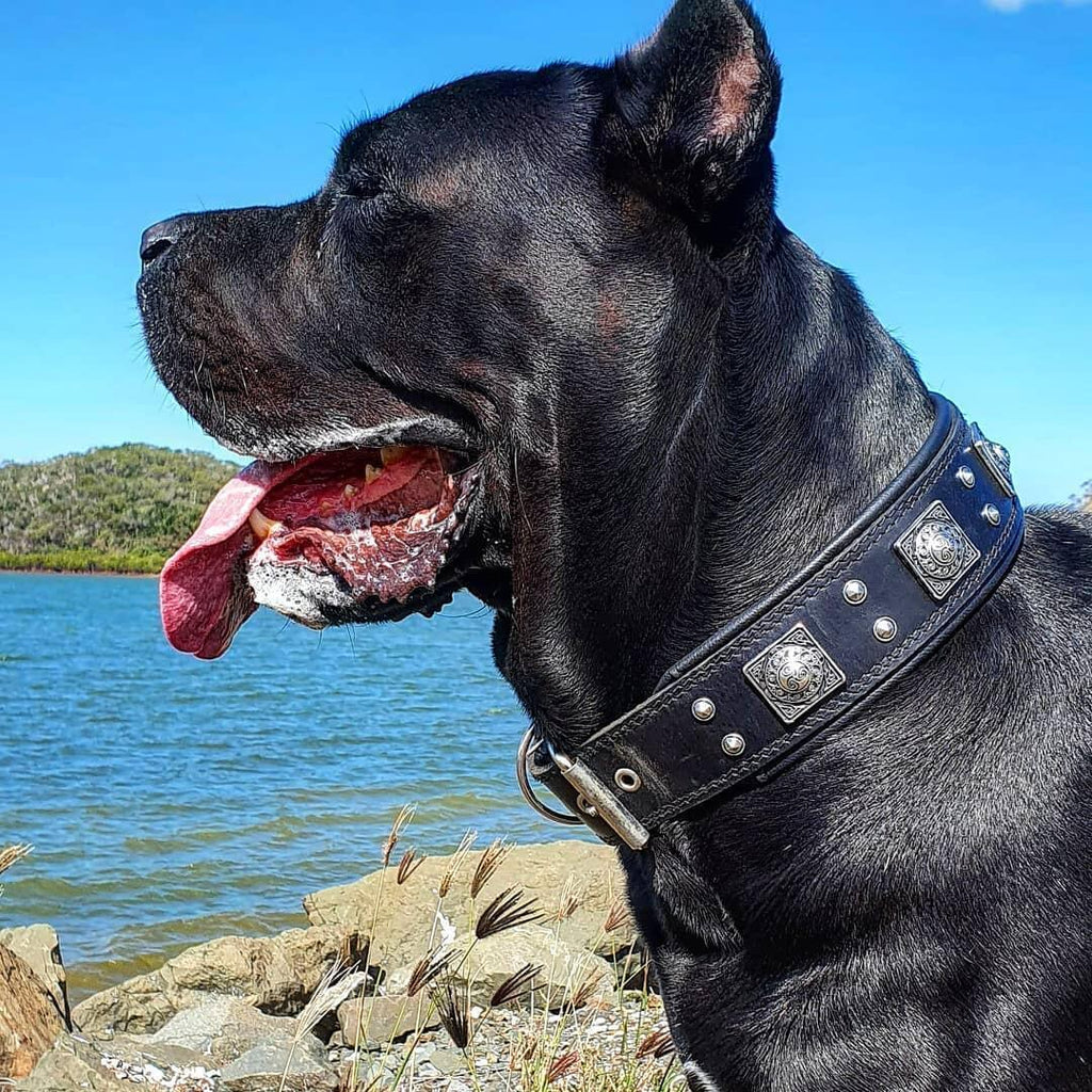 The all Black "Eros" collar 2.5 inch wide - SJB-DIAMOND ELITES