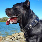 The all Black "Eros" collar 2.5 inch wide - SJB-DIAMOND ELITES