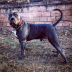 The "Reptile" collar Bestia Dog Gear