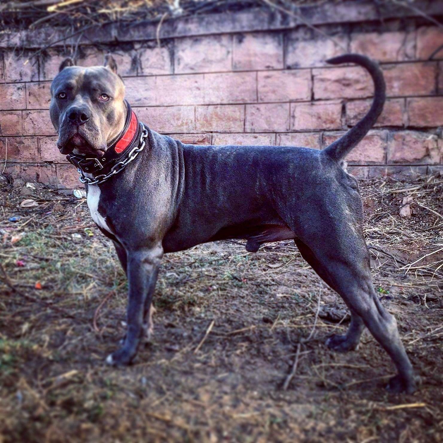 The "Reptile" collar Bestia Dog Gear