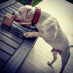 The "Reptile" collar Bestia Dog Gear