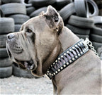 The ''Steampunk'' collar exclusive design - SJB-DIAMOND ELITES