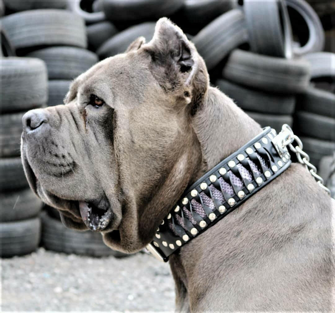 The ''Steampunk'' collar exclusive design - SJB-DIAMOND ELITES