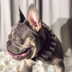 "Danger" collar Bestia Dog Gear