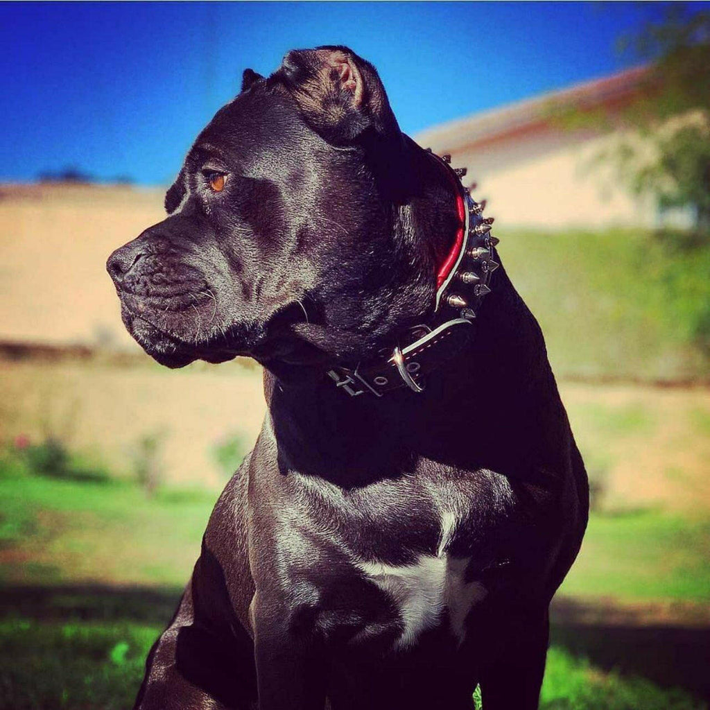"Frenchie" collar Bestia Dog Gear