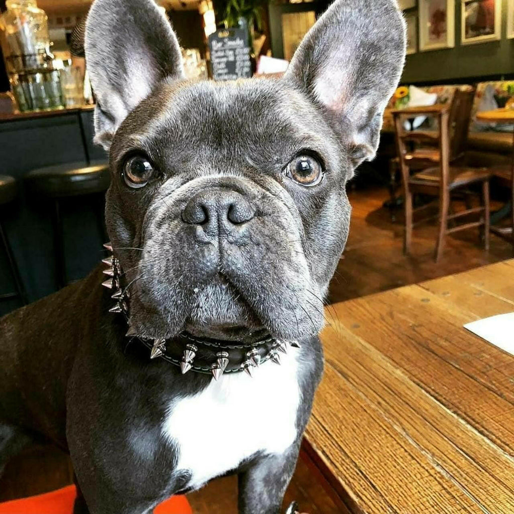 "Frenchie" collar Bestia Dog Gear