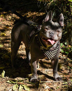''Frenchie'' studded leather harness Small to Medium Size - SJB-DIAMOND ELITES