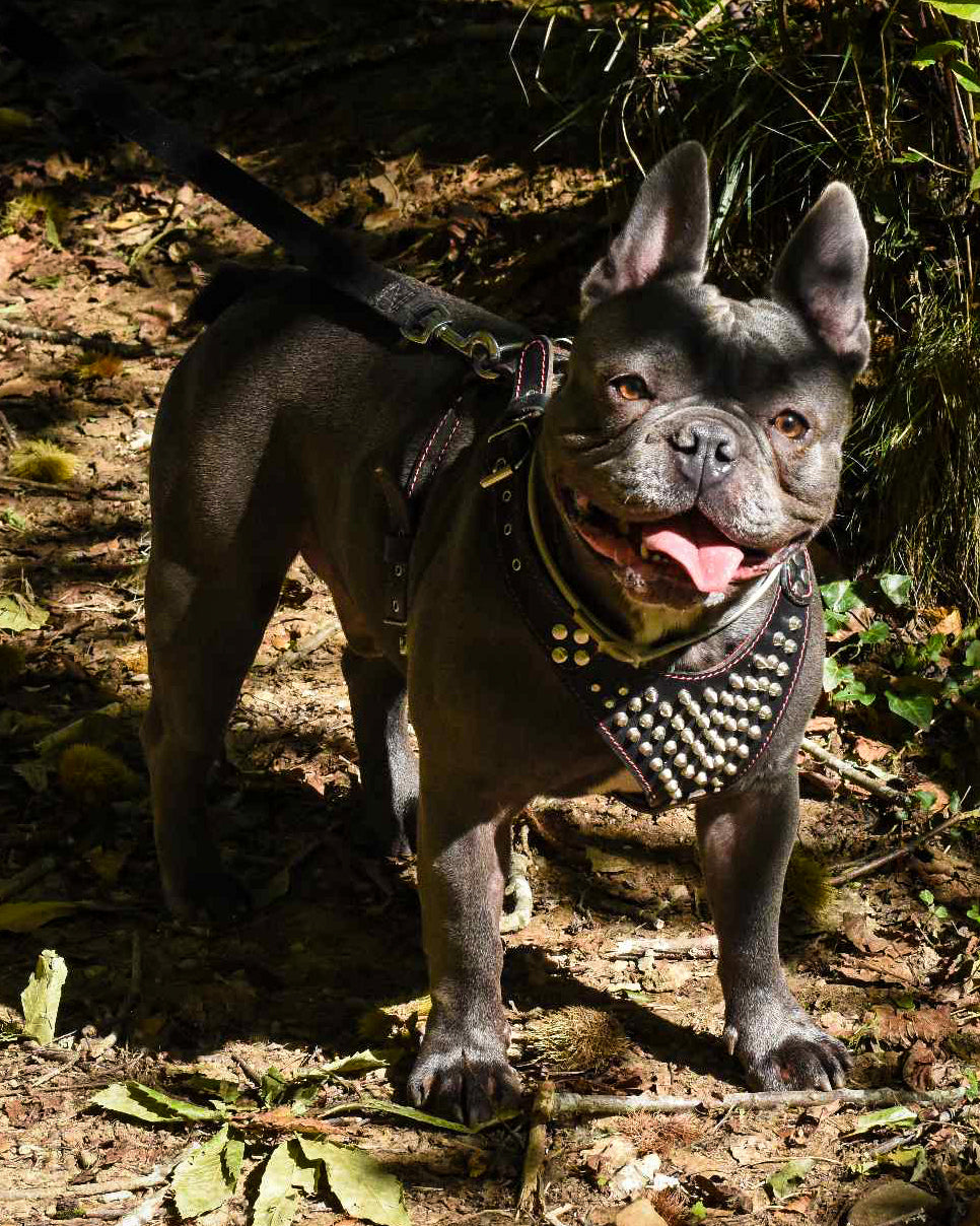 ''Frenchie'' studded leather harness Small to Medium Size - SJB-DIAMOND ELITES
