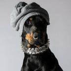 The "Metal" collar- personalized! Bestia Dog Gear
