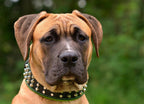 The "Stud" dog collar - SJB-DIAMOND ELITES
