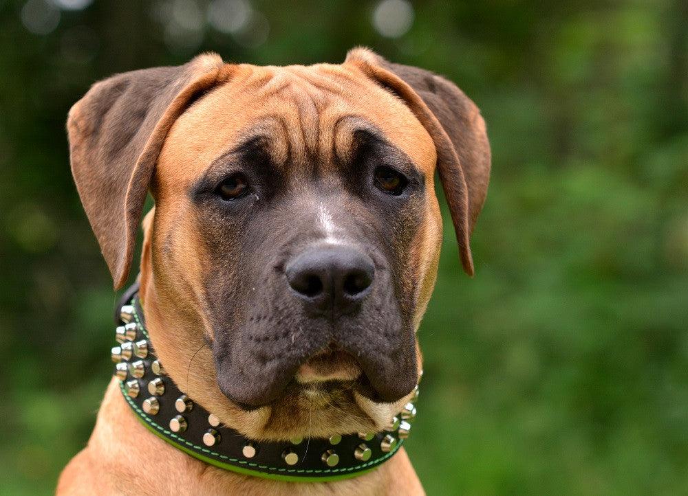 The "Stud" dog collar - SJB-DIAMOND ELITES