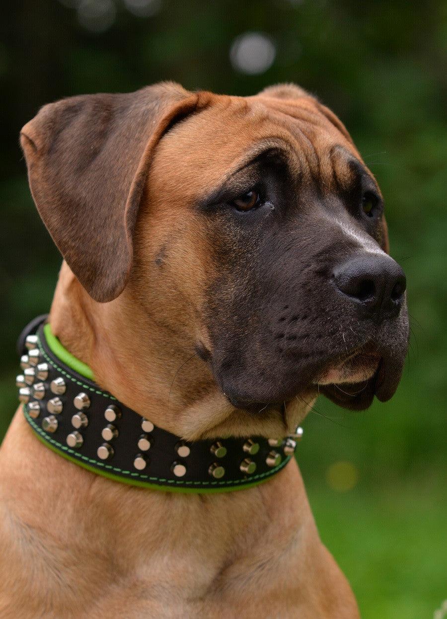 The "Stud" dog collar - SJB-DIAMOND ELITES