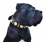 The "Maximus" collar 2.5 inch wide black & gold Bestia Dog Gear