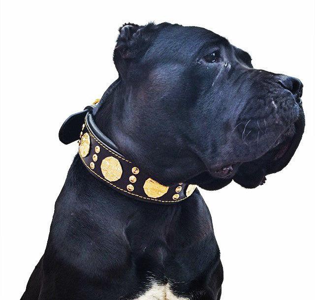 The "Maximus" collar 2.5 inch wide black & gold Bestia Dog Gear