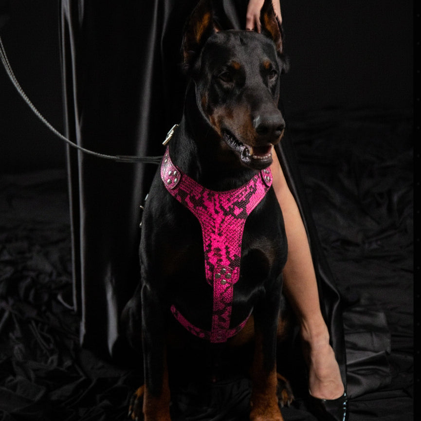 The ''Rock Python'' harness PINK - SJB-DIAMOND ELITES