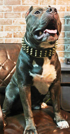 The "Gold Giant" collar Bestia Dog Gear